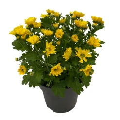 Chrysanthemen 'Swifty', Farben Zufällig, Topf-Ø 12 Cm, 6er-Set -Madison Verkäufe 0690110158 Chrysanthemum indicum Swifty T12 gelb 6er Set WS 2 95629 1