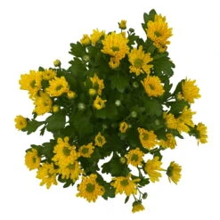 Chrysanthemen 'Swifty', Farben Zufällig, Topf-Ø 12 Cm, 6er-Set -Madison Verkäufe 0690110158 Chrysanthemum indicum Swifty T12 gelb 6er Set WS 4 95630 1