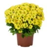Chrysanthemen 'Swifty', Gelb, Topf-Ø 12 Cm, 6er-Set -Madison Verkäufe 0690110158 Chrysanthemum indicum gelb Swifty 6er Set 1 79192