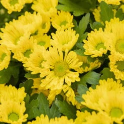 Chrysanthemen 'Swifty', Farben Zufällig, Topf-Ø 12 Cm, 6er-Set -Madison Verkäufe 0690110158 Chrysanthemum indicum gelb Swifty 6er Set 2 79193 1