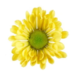 Chrysanthemen 'Swifty', Gelb, Topf-Ø 12 Cm, 6er-Set -Madison Verkäufe 0690110158 Chrysanthemum indicum gelb Swifty 6er Set 79194