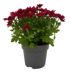 Chrysanthemen 'Swifty', Farben Zufällig, Topf-Ø 12 Cm, 6er-Set -Madison Verkäufe 0690110160 Chrysanthemum indicum Swifty T12 rot 6er Set WS 1 95634
