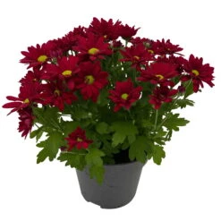 Chrysanthemen 'Swifty', Farben Zufällig, Topf-Ø 12 Cm, 6er-Set -Madison Verkäufe 0690110160 Chrysanthemum indicum Swifty T12 rot 6er Set WS 3 95635