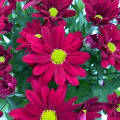 Chrysanthemen 'Swifty', Farben Zufällig, Topf-Ø 12 Cm, 6er-Set -Madison Verkäufe 0690110160 Chrysanthemum indicum Swifty T12 rot 6er Set WS 4 95582