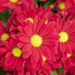 Chrysanthemen 'Swifty', Rot, Topf-Ø 12 Cm, 6er-Set -Madison Verkäufe 0690110160 Chrysanthemum indicum rot Swifty 6er Set 1 79198 1