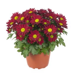 Chrysanthemen 'Swifty', Rot, Topf-Ø 12 Cm, 6er-Set -Madison Verkäufe 0690110160 Chrysanthemum indicum rot Swifty 6er Set 2 79197