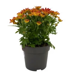 Chrysanthemen 'Swifty', Farben Zufällig, Topf-Ø 12 Cm, 6er-Set -Madison Verkäufe 0690110161 Chrysanthemum indicum Swifty T12 orange bicolor 6er Set WS 1 95636