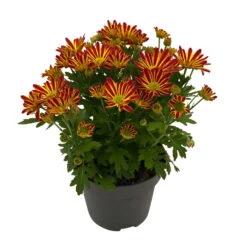 Chrysanthemen 'Swifty', Farben Zufällig, Topf-Ø 12 Cm, 6er-Set -Madison Verkäufe 0690110161 Chrysanthemum indicum Swifty T12 orange bicolor 6er Set WS 2 95637