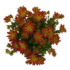 Chrysanthemen 'Swifty', Farben Zufällig, Topf-Ø 12 Cm, 6er-Set -Madison Verkäufe 0690110161 Chrysanthemum indicum Swifty T12 orange bicolor 6er Set WS 3 95638