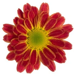 Chrysanthemen 'Swifty', Farben Zufällig, Topf-Ø 12 Cm, 6er-Set -Madison Verkäufe 0690110161 Chrysanthemum indicum orange Swifty 6er Set 79201