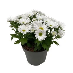 Chrysanthemen 'Swifty', Weiß, Topf-Ø 12 Cm, 6er-Set -Madison Verkäufe 0690110162 Chrysanthemum indicum Swifty T12 weiss 6er Set WS 3 95640
