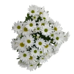 Chrysanthemen 'Swifty', Weiß, Topf-Ø 12 Cm, 6er-Set -Madison Verkäufe 0690110162 Chrysanthemum indicum Swifty T12 weiss 6er Set WS 4 95641