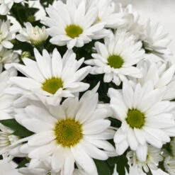 Chrysanthemen 'Swifty', Farben Zufällig, Topf-Ø 12 Cm, 6er-Set -Madison Verkäufe 0690110162 Chrysanthemum indicum Swifty T12 weiss 6er Set WS 6 95581 1