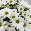 Chrysanthemen 'Swifty', Weiß, Topf-Ø 12 Cm, 6er-Set -Madison Verkäufe 0690110162 Chrysanthemum indicum Swifty T12 weiss 6er Set WS 7 95580