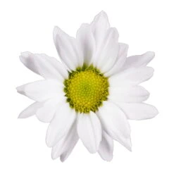 Chrysanthemen 'Swifty', Weiß, Topf-Ø 12 Cm, 6er-Set -Madison Verkäufe 0690110162 Chrysanthemum indicum weiss Swifty 6er Set 79203