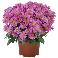 Chrysanthemen 'Swifty', Farben Zufällig, Topf-Ø 12 Cm, 6er-Set -Madison Verkäufe 0690110163 Chrysanthemum indicum Swifty T12 rosa 6er Set 1 95349 1