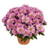 Chrysanthemen 'Swifty', Rosa, Topf-Ø 12 Cm, 6er-Set -Madison Verkäufe 0690110163 Chrysanthemum indicum Swifty T12 rosa 6er Set 1 95347