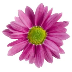 Chrysanthemen 'Swifty', Rosa, Topf-Ø 12 Cm, 6er-Set 11 Chrysanthemen 'Swifty', Rosa, Topf-Ø 12 Cm, 6er-Set -Madison Verkäufe 0690110163 Chrysanthemum indicum Swifty T12 rosa 6er Set 2 95350