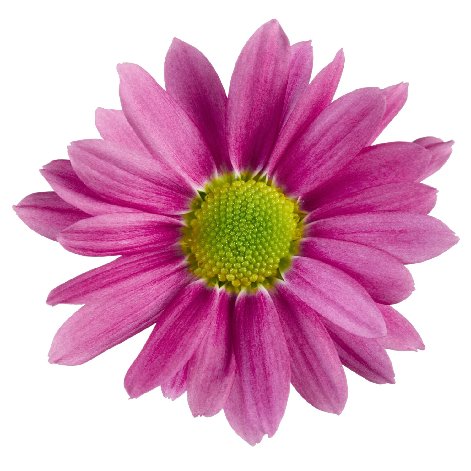 Chrysanthemen 'Swifty', Rosa, Topf-Ø 12 Cm, 6er-Set 6 Chrysanthemen 'Swifty', Rosa, Topf-Ø 12 Cm, 6er-Set – Bild 4