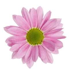 Chrysanthemen 'Swifty', Farben Zufällig, Topf-Ø 12 Cm, 6er-Set -Madison Verkäufe 0690110163 Chrysanthemum indicum Swifty T12 rosa 6er Set 3 95348 1