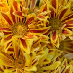 Chrysanthemen 'Rainbow Lake Worth' Gelb-rot Gestreift, Topf-Ø 14 Cm, 4er-Set -Madison Verkäufe 0690110192 KB chrysanthemum indicum 6er Set Rainbow Lake Worth gelb rot ungefuellt201 79438
