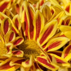 Chrysanthemen 'Rainbow Lake Worth' Gelb-rot Gestreift, Topf-Ø 14 Cm, 4er-Set -Madison Verkäufe 0690110192 KB chrysanthemum indicum 6er Set Rainbow Lake Worth gelb rot ungefuellt 1201 79439