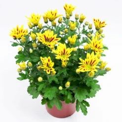 Chrysanthemen 'Rainbow Lake Worth' Gelb-rot Gestreift, Topf-Ø 14 Cm, 4er-Set -Madison Verkäufe 0690110192 Chrysanthemum Rainbow Lake Worth 79355