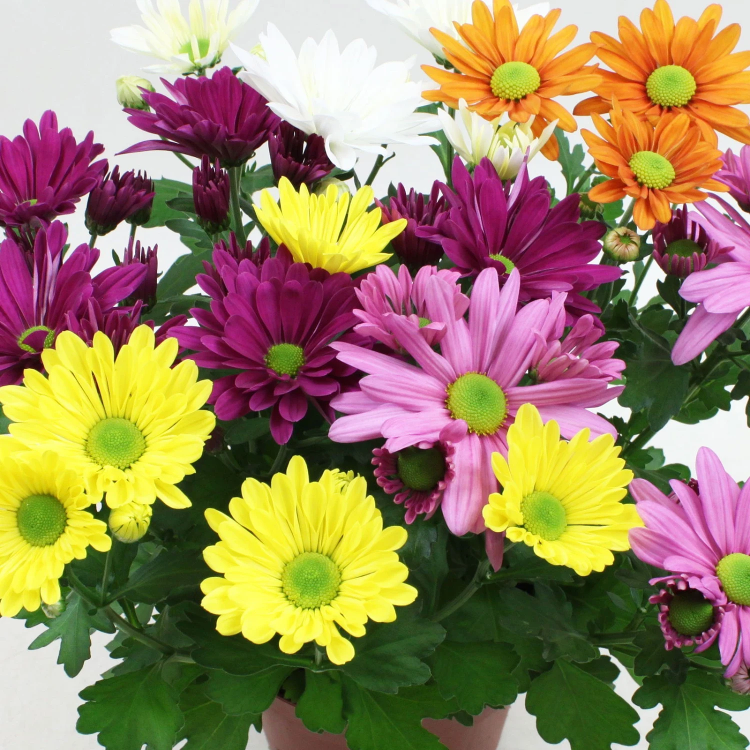 Chrysanthemen 'Quintett' Bunt, Topf-Ø 14 Cm, 4er-Set 4 Chrysanthemen 'Quintett' Bunt, Topf-Ø 14 Cm, 4er-Set – Bild 2