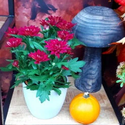 Chrysanthemen 'Chrysanne® Grandezza Red', Rot, Topf-Ø 13 Cm, 6er-Set -Madison Verkäufe 0690110206 Chrysantheme Grandezza rot image001 81530