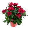 Chrysanthemen 'Chrysanne® Grandezza Red', Rot, Topf-Ø 13 Cm, 6er-Set -Madison Verkäufe 0690110206 Chrysantheme Grandezza rot image006 81526