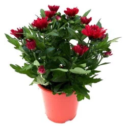 Chrysanthemen 'Chrysanne® Grandezza Red', Rot, Topf-Ø 13 Cm, 6er-Set -Madison Verkäufe 0690110206 Chrysantheme Grandezza rot image001 81529
