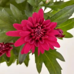 Chrysanthemen 'Chrysanne® Grandezza Red', Rot, Topf-Ø 13 Cm, 6er-Set -Madison Verkäufe 0690110206 Chrysantheme Grandezza rot image012 81528