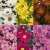 Chrysanthemen 'Swifty', Farben Zufällig, Topf-Ø 12 Cm, 6er-Set -Madison Verkäufe 0690110264 Chrysanthemum indicum Swifty nach Verfuegbarkeit 6er Set 112875
