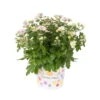 Chrysanthemen, Rosa, Topf-Ø 12 Cm, 6er-Set -Madison Verkäufe 0690120005 Chrysanthemum multiflora T12 rosa 56555