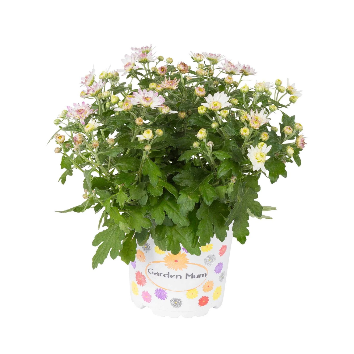 Chrysanthemen, Rosa, Topf-Ø 12 Cm, 6er-Set 3 Chrysanthemen, Rosa, Topf-Ø 12 Cm, 6er-Set