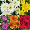 Chrysanthemen, Farben Nach Verfügbarkeit, Topf-Ø 10,5 Cm, 8er-Set -Madison Verkäufe 0690120040 Chrysanthemum multiflora nach Verfuegbarkeit 112612