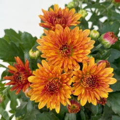 Chrysanthemen, Farben Nach Verfügbarkeit, Topf-Ø 10,5 Cm, 8er-Set -Madison Verkäufe 0690120044 Chrysanthemum multiflora 8er Set bronze 5 112609