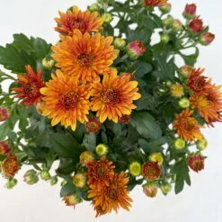 Chrysanthemen, Farben Nach Verfügbarkeit, Topf-Ø 10,5 Cm, 8er-Set -Madison Verkäufe 0690120044 Chrysanthemum multiflora 8er Set bronze 6 112610