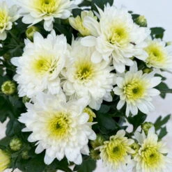 Chrysanthemen Weiß, Topf-Ø 10,5 Cm, 8er-Set -Madison Verkäufe 0690120045 Chrysanthemum multiflora 8er Set weiss 5 112611