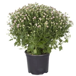 Chrysanthemen-Busch, Lila-rosa-weiß, Topf-Ø 19 Cm, 3er-Set -Madison Verkäufe 0690130030 koelle chrysanthemen multiflora busch t19 rosa durchmesser 40cm 1 68854