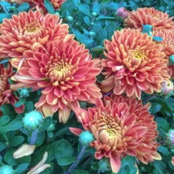 Chrysanthemen-Busch, Bronze, Topf-Ø 19 Cm, 3er-Set