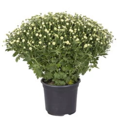 Chrysanthemen-Busch, Gelb-lila-weiß, Topf-Ø 19 Cm, 3er-Set -Madison Verkäufe 0690130088 koelle chrysanthemen multiflora busch t19 weiss durchmesser 40cm 1 68851