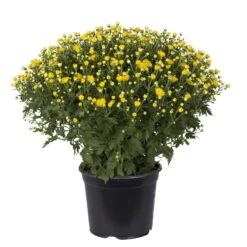 Chrysanthemen-Busch, Gelb-lila-weiß, Topf-Ø 19 Cm, 3er-Set -Madison Verkäufe 0690130089 koelle chrysanthemen multiflora busch t19 gelb durchmesser 40cm 1 68850 1