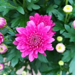 Chrysanthemen-Busch, Lila-rosa-weiß, Topf-Ø 19 Cm, 3er-Set -Madison Verkäufe 0690130121 Chrysanthemum multiflora Buesche lila image005 79583 1