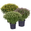 Chrysanthemen-Busch, Gelb-lila-weiß, Topf-Ø 19 Cm, 3er-Set -Madison Verkäufe 0690130126 frei 82238