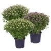 Chrysanthemen-Busch, Lila-rosa-weiß, Topf-Ø 19 Cm, 3er-Set -Madison Verkäufe 0690130127 frei 82237