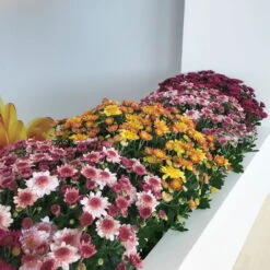 Chrysanthemen 'Amarena Pink', Rosa-pink, Topf-Ø 14 Cm, 4er-Set -Madison Verkäufe 0690130142 0690130143 0690130144 Chrysanthemum multiflora 4er Set 80300