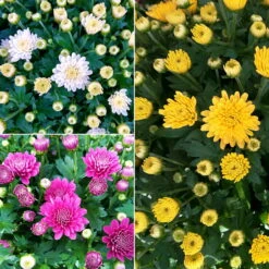 Chrysanthemen 'Trio', Gelb-weiß-lila, Busch, Topf-Ø 14 Cm, 4er-Set -Madison Verkäufe 0690130158 Koelle Chrysanthemum multifl Trio T14 lila gelb weiss 4er Set WS 94924
