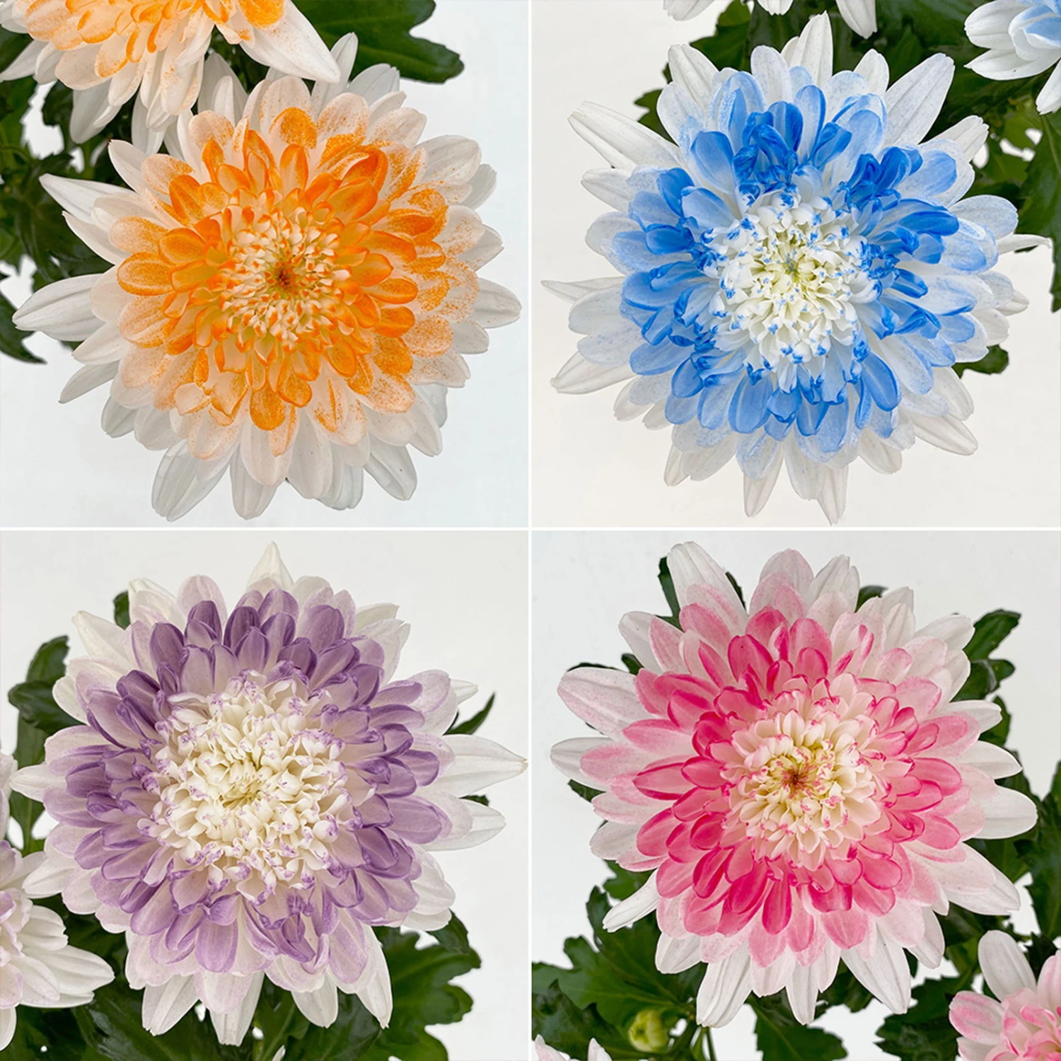 Chrysantheme 'Zembla Make-Upz® Heart Mix, Farben Zufällig, Topf-Ø 13 Cm, 3er-Set 3 Chrysantheme 'Zembla Make-Upz® Heart Mix, Farben Zufällig, Topf-Ø 13 Cm, 3er-Set