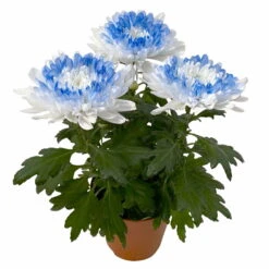 Chrysantheme 'Zembla Make-Upz® Heart Mix, Farben Zufällig, Topf-Ø 13 Cm, 3er-Set 23 Chrysantheme 'Zembla Make-Upz® Heart Mix, Farben Zufällig, Topf-Ø 13 Cm, 3er-Set -Madison Verkäufe 0690140088 Chrysanthemum Zembla T13 Next White Make Upz HeartMix blau 3er Set 5 115266